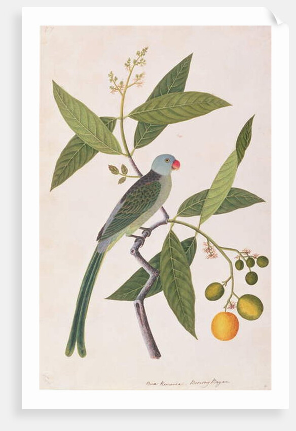 Parakeet by School Chinese
