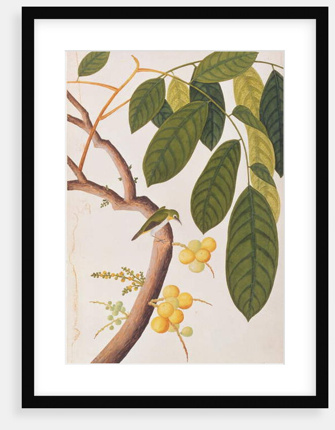 Oriental White-eye by School Chinese