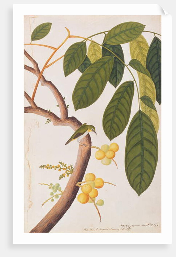 Oriental White-eye by School Chinese