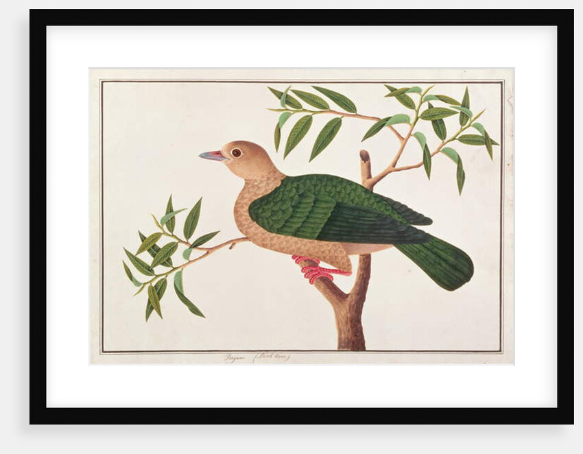 Green Imperial Pigeon by School Chinese