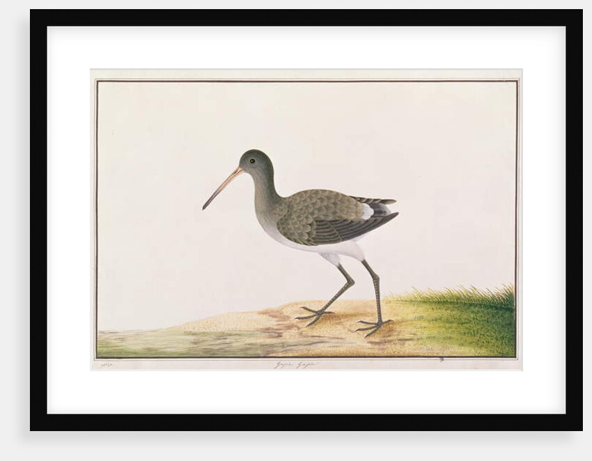 Black-tailed Godwit by School Chinese