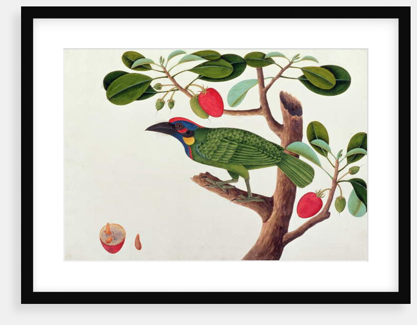 Exotic Bird by School Chinese