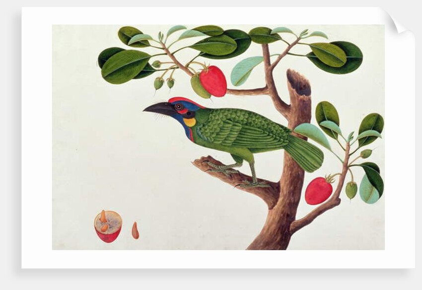 Exotic Bird by School Chinese