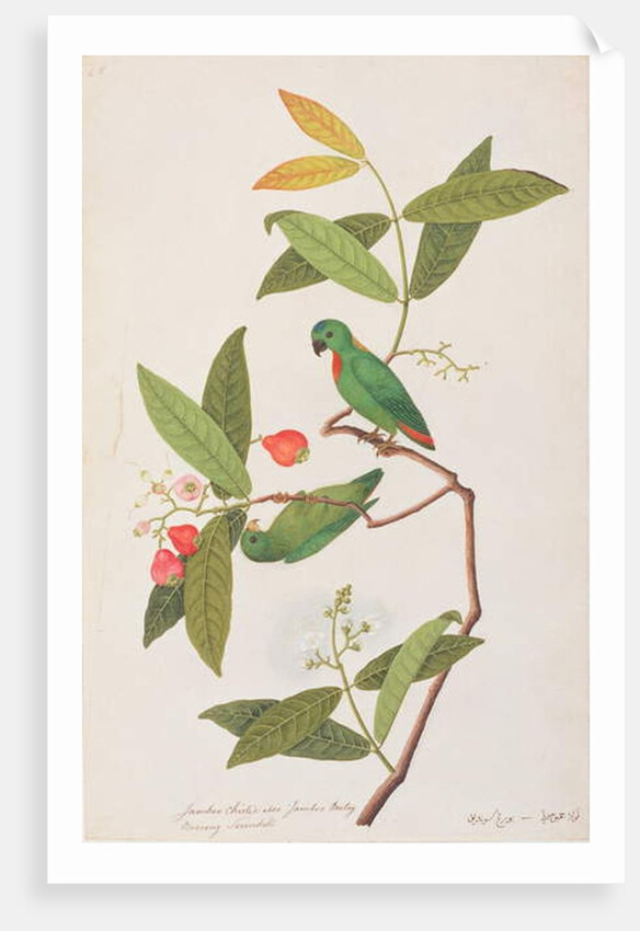 Blue-crowned Hanging Parrot by School Chinese