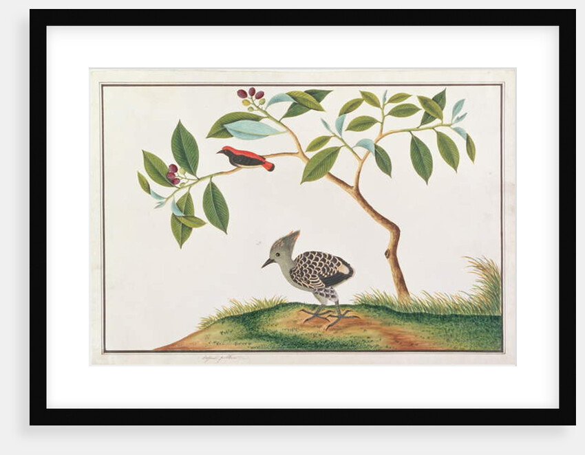 Scarlet-backed Flowerpecker with Grey-and-buff Woodpecker by School Chinese