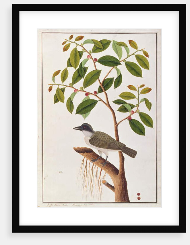 Large Woodshrike by School Chinese