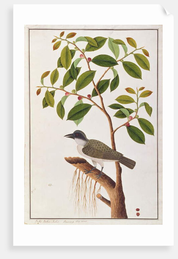 Large Woodshrike by School Chinese