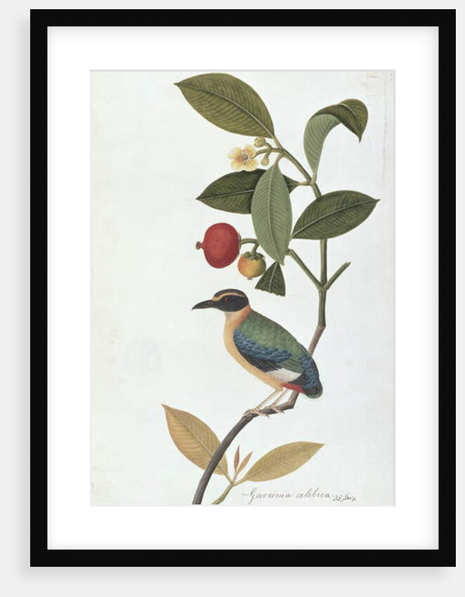 Garcinia celebica, Mangies ootan, Bourong Mentooah Plandoka by School Chinese