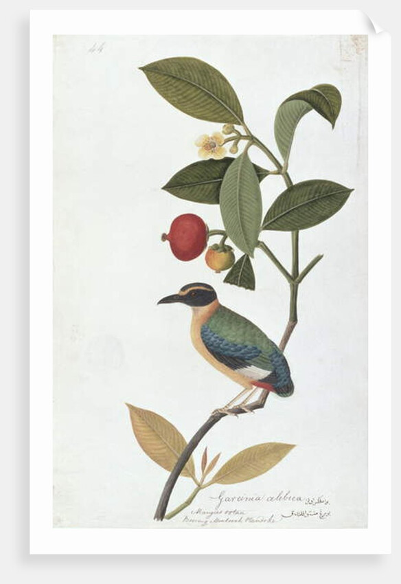 Garcinia celebica, Mangies ootan, Bourong Mentooah Plandoka by School Chinese