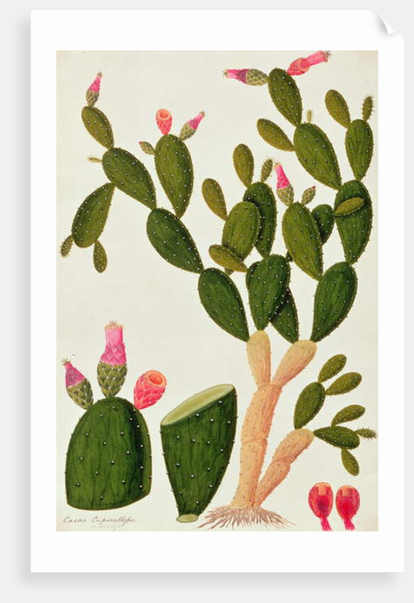 Liedah Badah, Cardasse Cochenille by School Chinese