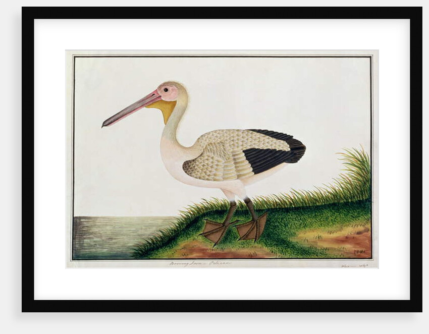Pelican, Boorong Java by School Chinese