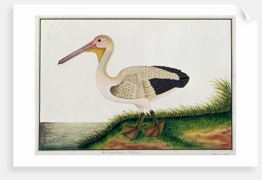 Pelican, Boorong Java by School Chinese
