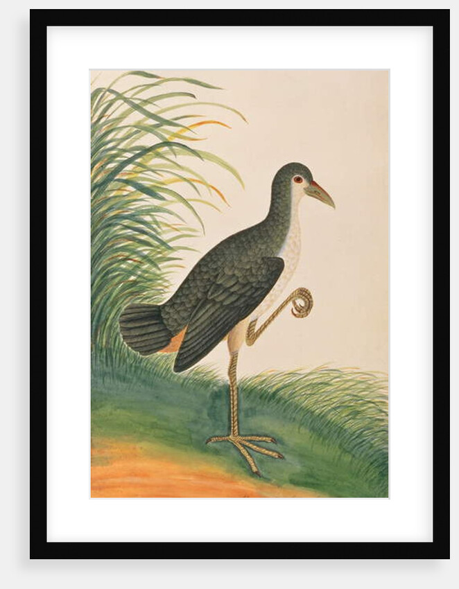 White-breasted Waterhen by School Chinese