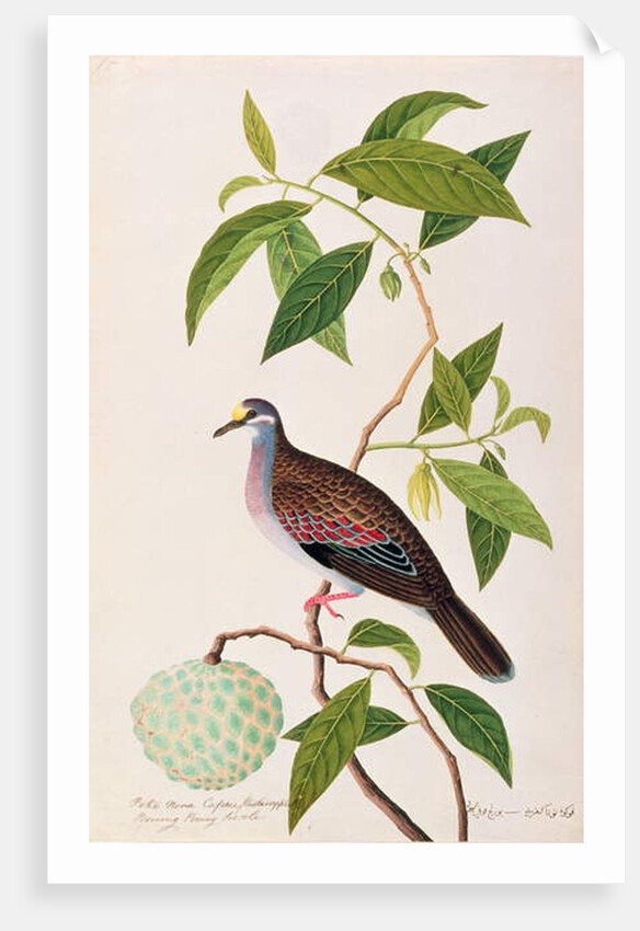 Custard Apple, Poke Nona Caprie with Boorong Pooney Sieole by School Chinese