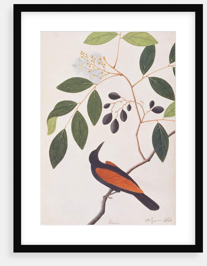 Greater Coucal by School Chinese