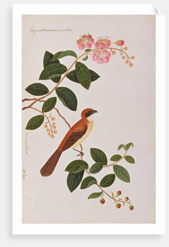 Brown Shrike by School Chinese