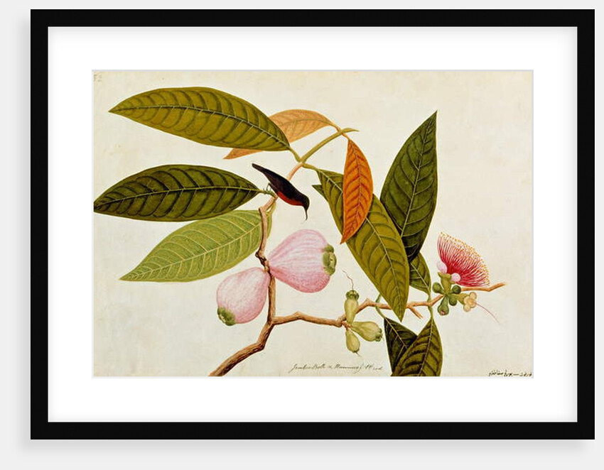 Jamboo, Boll and Humming Bird by School Chinese