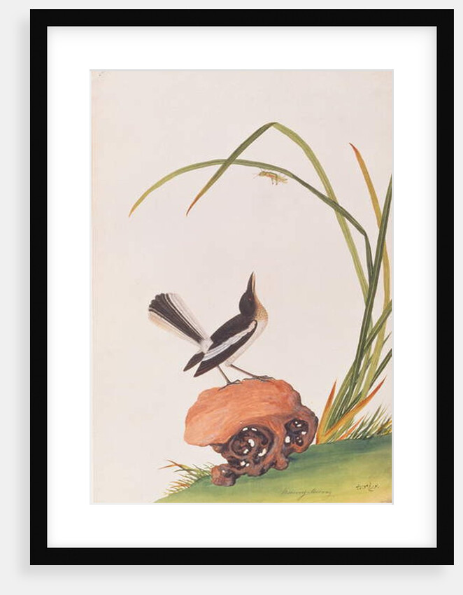 Magpie Robin by School Chinese