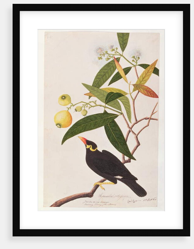 Hill Myna by School Chinese
