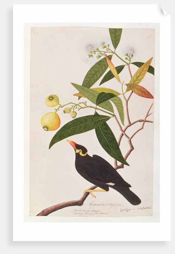 Hill Myna by School Chinese