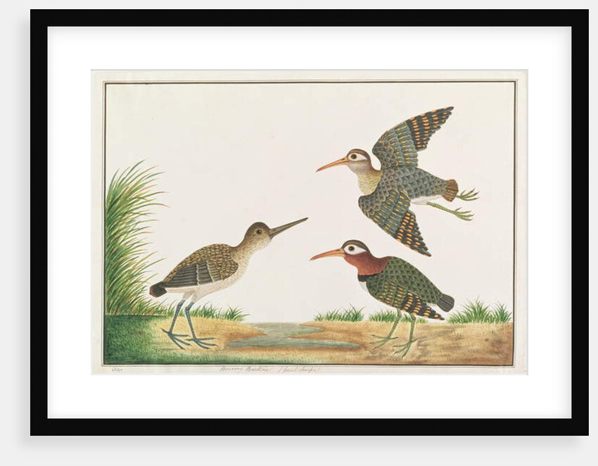 Greater Painted-snipe by School Chinese