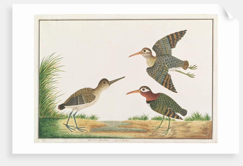 Greater Painted-snipe by School Chinese