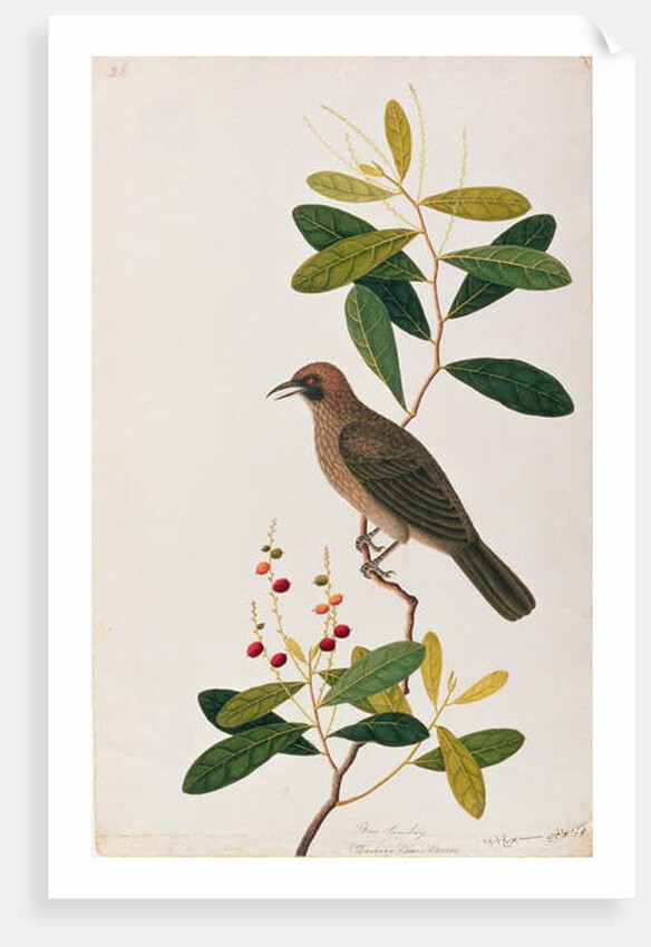 Bua Sambey, Boorong Baroo Baroo by School Chinese