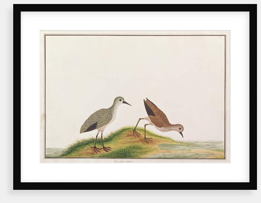 Sandpiper by School Chinese