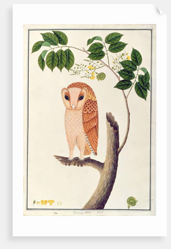 Owl, Boorong antoo by School Chinese