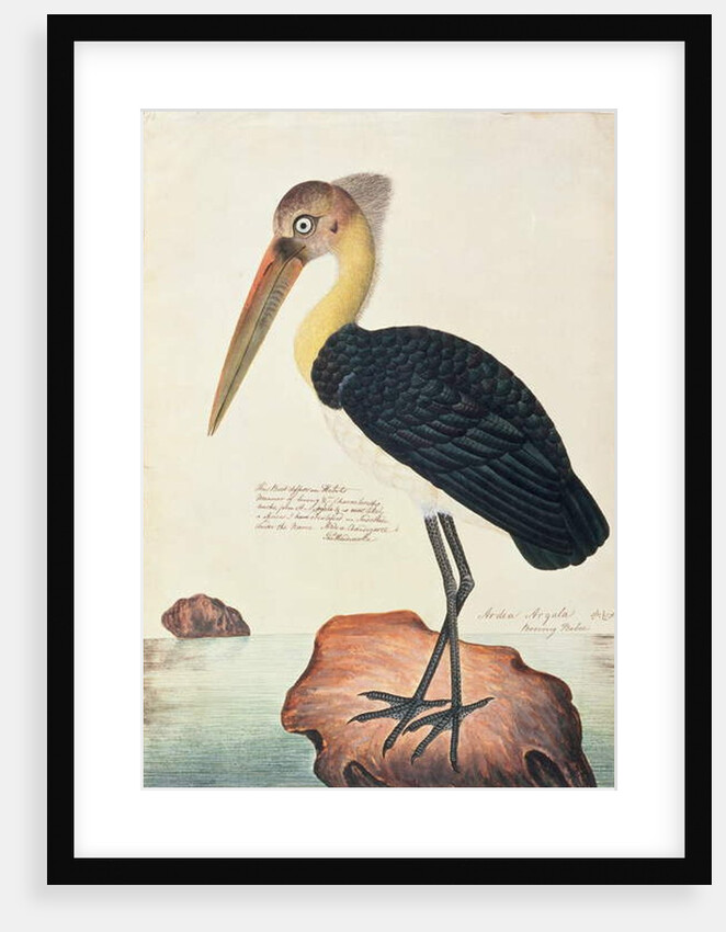 Ardea Argala by School Chinese