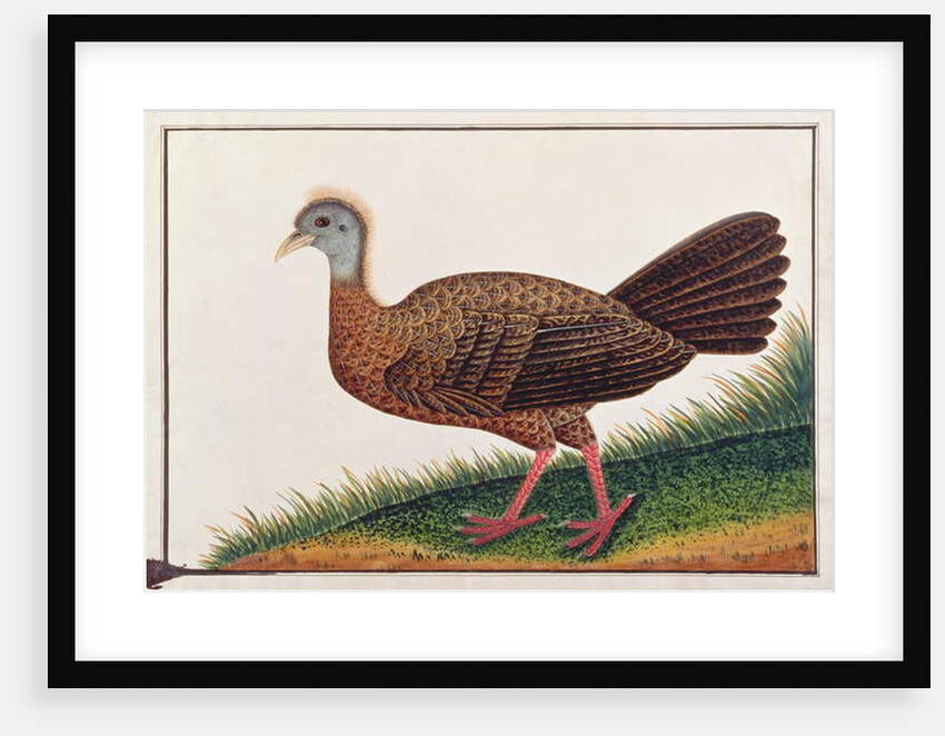 Great Argus by School Chinese