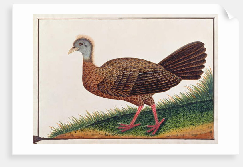 Great Argus by School Chinese