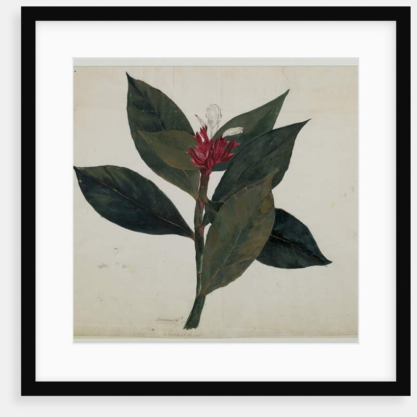 Sonamukhi, or Senna by Indian School