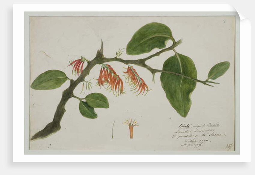 Dendrophthoe falcata, 1785 by Anna Maria Jones