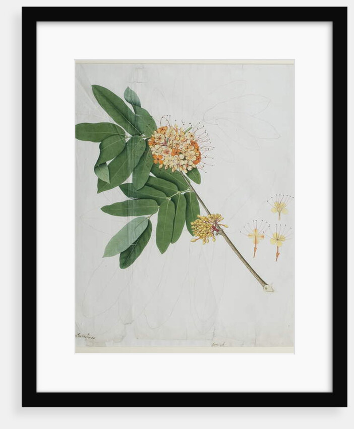 Moringa oleifera, also called horse-raddish tree, or drumstick tree by Anna Maria Jones