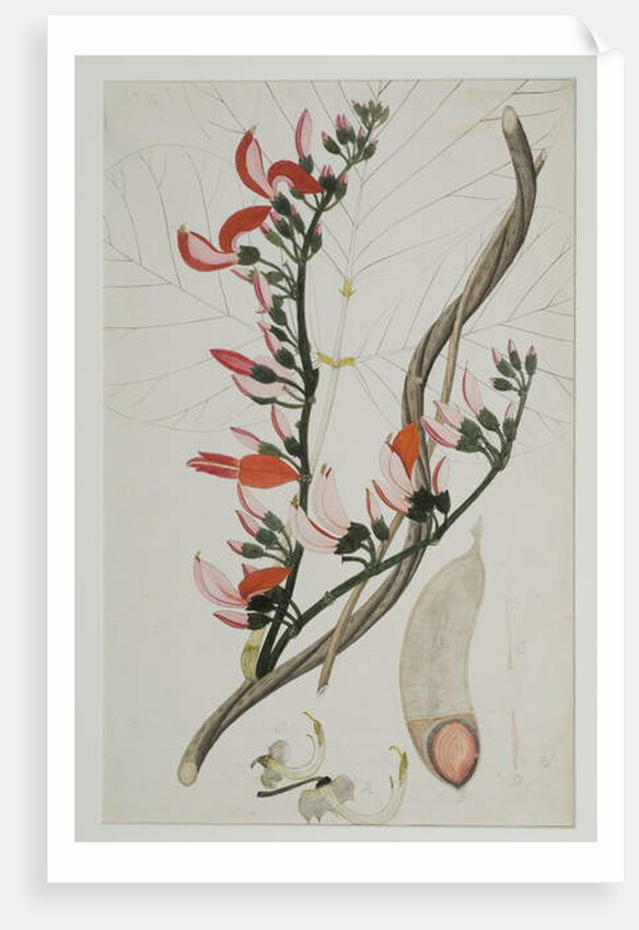 Butea superba Willd, 1787 by Indian School
