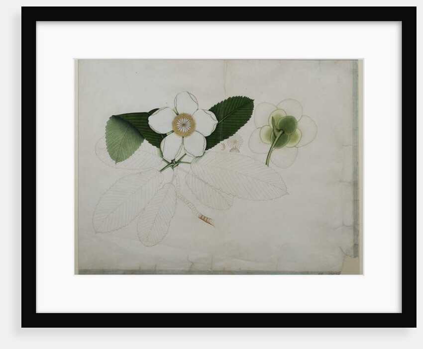 Dillenia indica, 1787 by al-Din Zayn