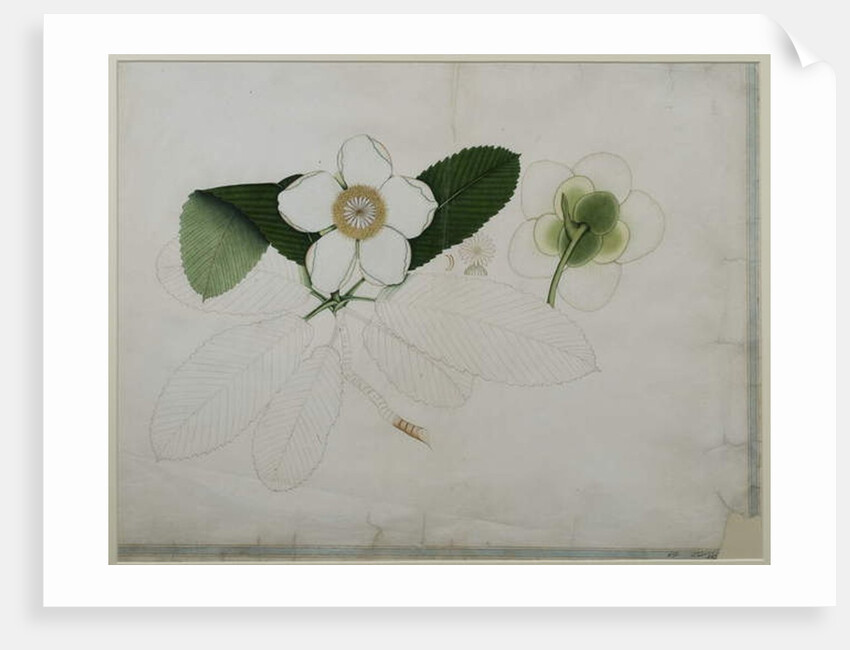 Dillenia indica, 1787 by al-Din Zayn