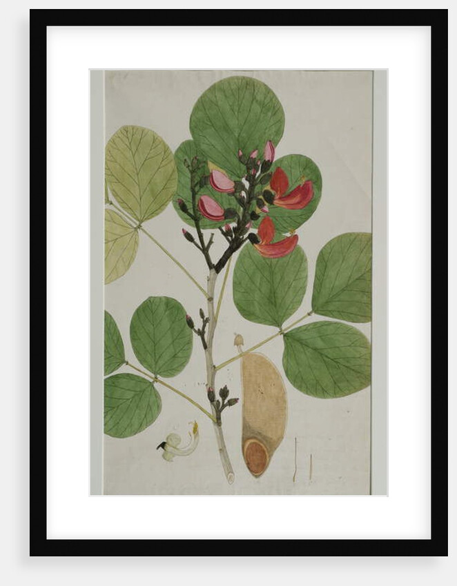 Butea monosperma, also called Flame of the Forest, 1787 by Indian School