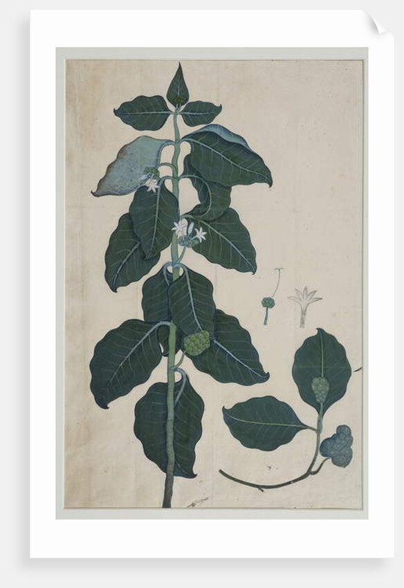 Cerbera manghas L, 1787 by Zayn al-Din