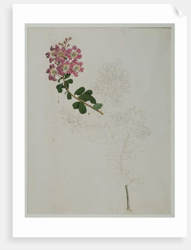Lagerstroemia indica L., 1787 by al-Din Zayn