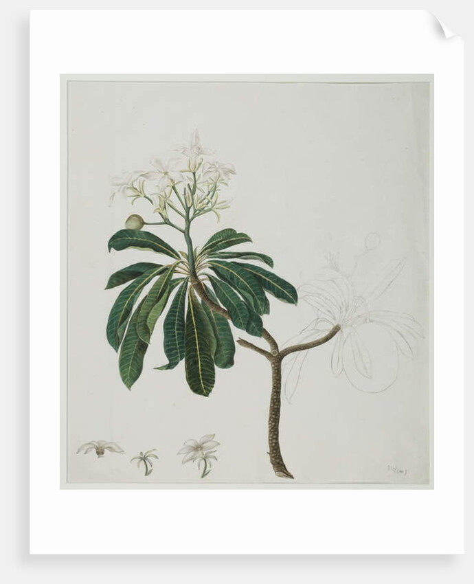 Cerbera manghas L., 1787 by Zayn al-Din