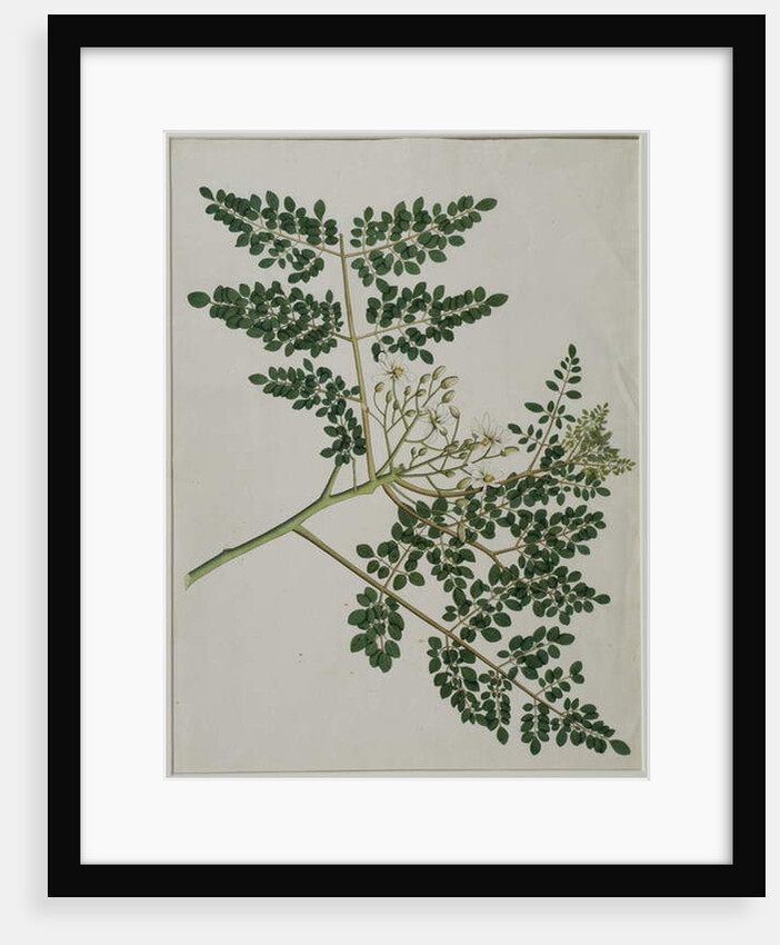 Moringa oleifera, also called horse-raddish tree, or drumstick tree by Anna Maria Jones