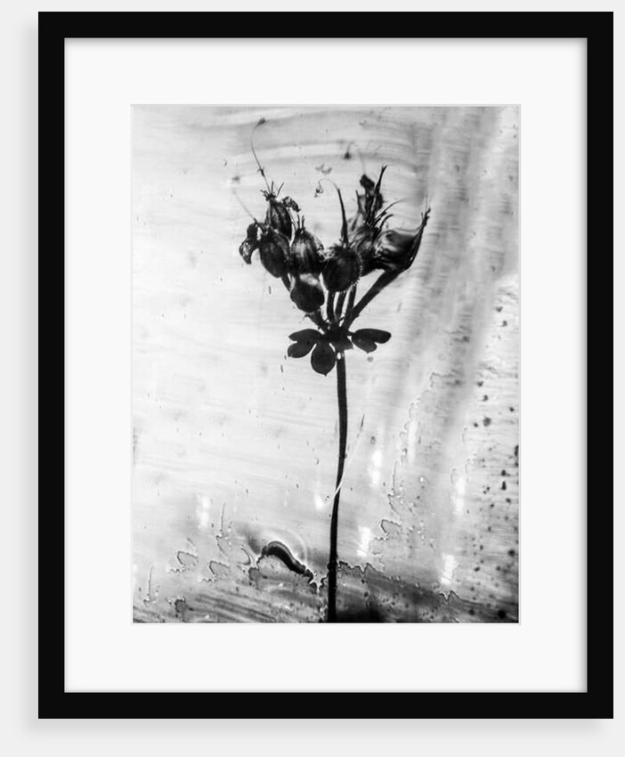 Amid the Flowers 14, 2021 by Teis Albers