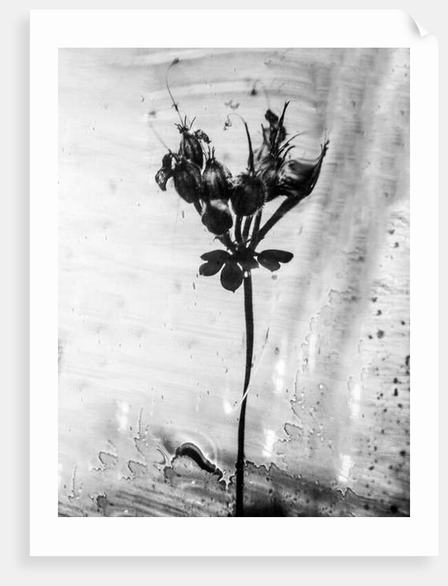 Amid the Flowers 14, 2021 by Teis Albers