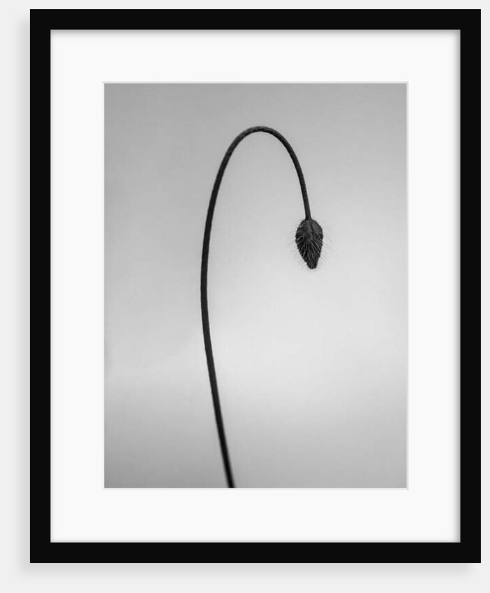 Amid the Flowers 39, 2021 by Teis Albers