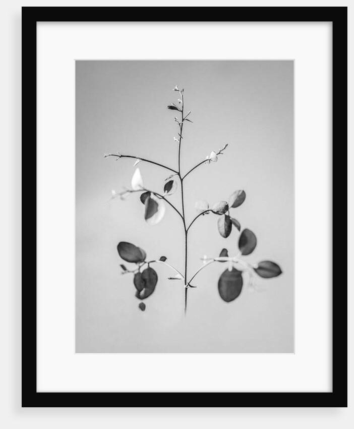 Amid the Flowers 60, 2021 by Teis Albers