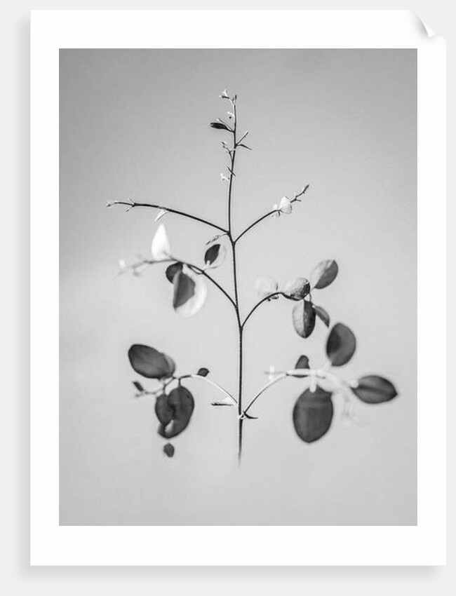 Amid the Flowers 60, 2021 by Teis Albers