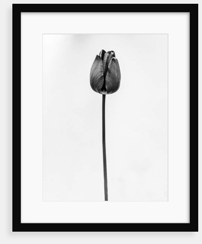 Amid the Flowers 63, 2021 by Teis Albers