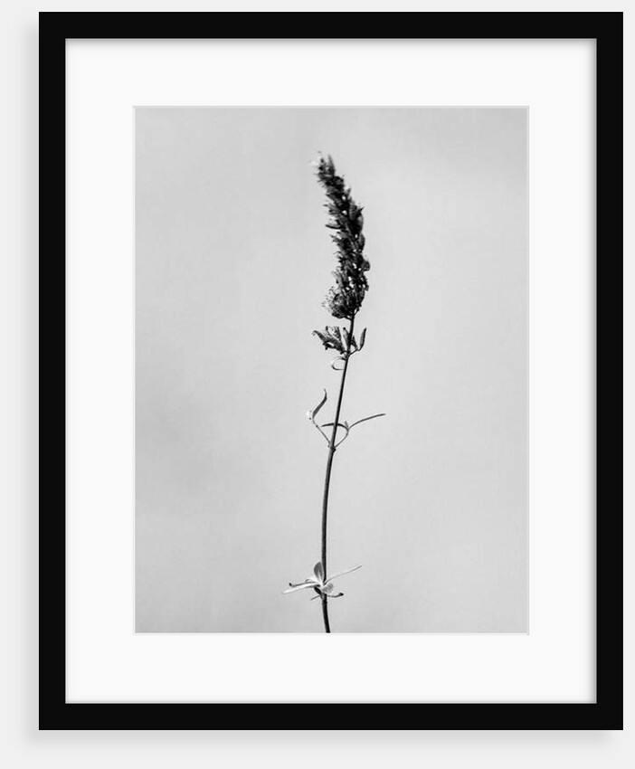 Amid the Flowers 74, 2021 by Teis Albers